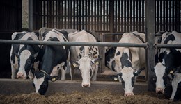 Cheshire: Silage secrets and clamp confessions